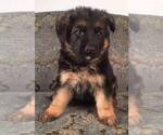 Small Photo #1 German Shepherd Dog Puppy For Sale in COLETA, IL, USA
