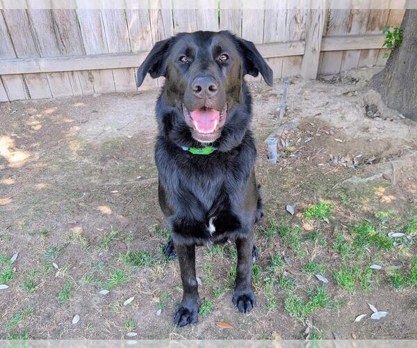 Medium Photo #2 Labrador Retriever-Unknown Mix Puppy For Sale in Clovis, CA, USA