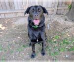 Small #1 Labrador Retriever Mix