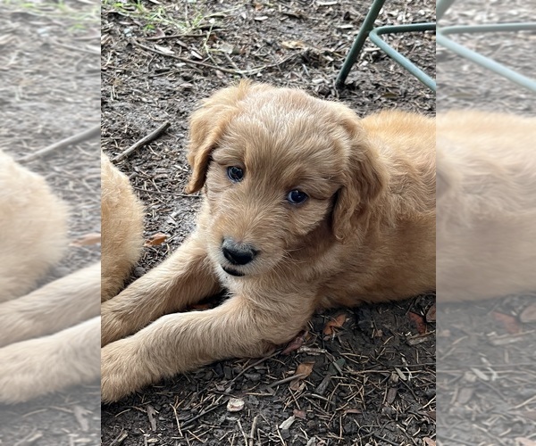 Medium Photo #5 Golden Mountain Doodle  Puppy For Sale in COLUMBIA, MO, USA