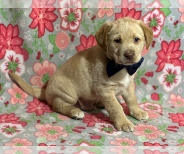 Medium Photo #3 Labrador Retriever Puppy For Sale in LANCASTER, PA, USA