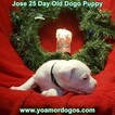 Small Photo #232 Dogo Argentino Puppy For Sale in JANE, MO, USA