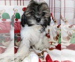 Small Photo #11 Zuchon Puppy For Sale in SYLMAR, CA, USA