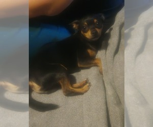Father of the Taco Terrier puppies born on 07/15/2025