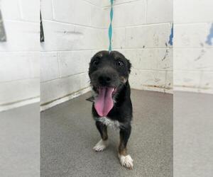 Mutt Dogs for adoption in San Bernardino, CA, USA