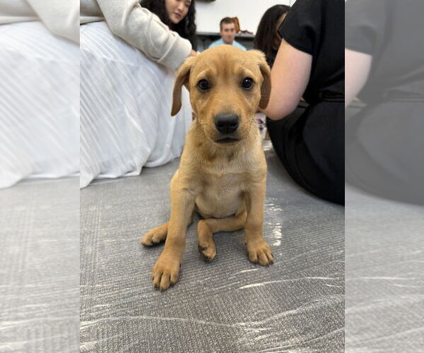 Medium Photo #2 Labrador Retriever-Unknown Mix Puppy For Sale in Brooklyn, NY, USA