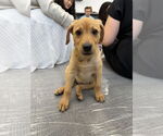 Small #1 Labrador Retriever Mix