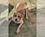 Small #1 Mutt