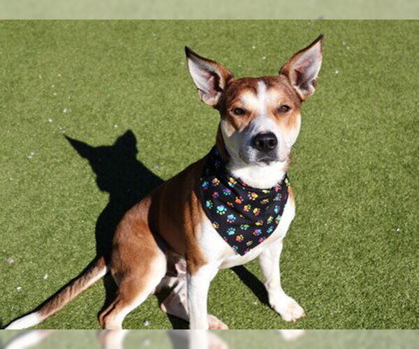 Medium Photo #2 Mutt Puppy For Sale in Rockaway, NJ, USA