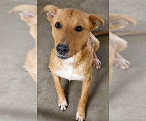 Thumper - Male Mutt Dog for Adoption - Photo #5