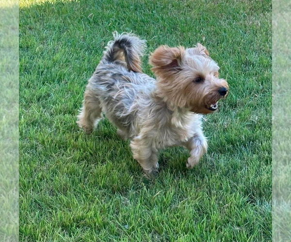 Medium Photo #3 Mutt Puppy For Sale in FRAMINGHAM, MA, USA