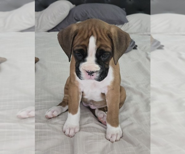 Medium Photo #9 Boxer Puppy For Sale in GALLOWAY, NJ, USA