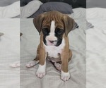 Small #8 Boxer