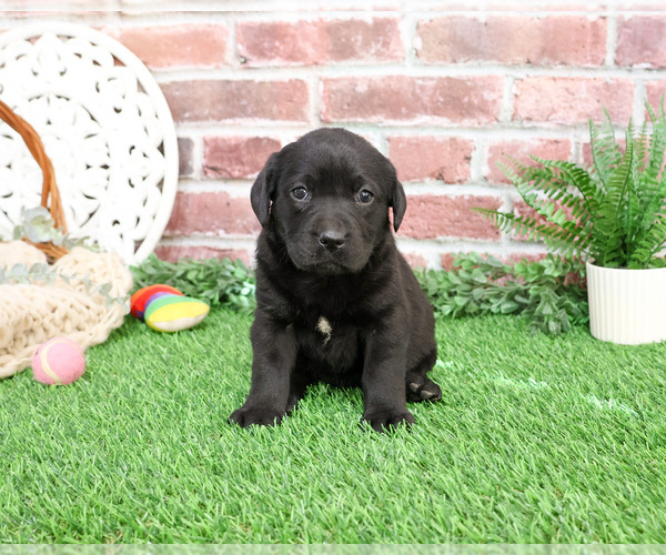 Medium Photo #1 Labrador Retriever Puppy For Sale in SYRACUSE, IN, USA