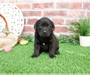 Labrador Retriever Puppy for sale in SYRACUSE, IN, USA