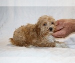 Small #8 Cockapoo (Miniature)
