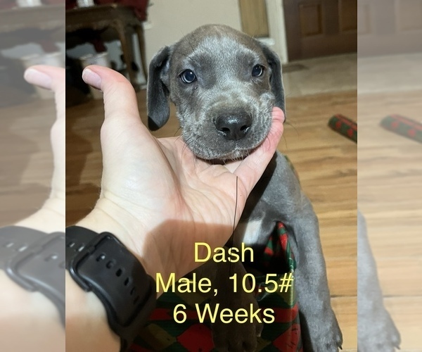 Medium Photo #9 Great Dane Puppy For Sale in WILLIS, TX, USA