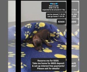 Poodle (Toy) Puppy for sale in TUCSON, AZ, USA