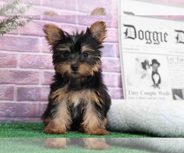 Medium Photo #4 Yorkshire Terrier Puppy For Sale in BEL AIR, MD, USA