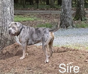 Father of the American Bully puppies born on 03/19/2025