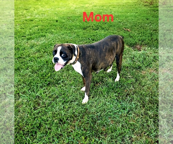 Medium Photo #1 Boxer Puppy For Sale in PELZER, SC, USA
