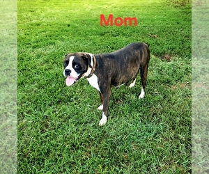 Mother of the Boxer puppies born on 06/01/2025