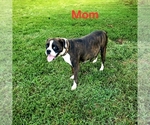 Small Photo #1 Boxer Puppy For Sale in PELZER, SC, USA