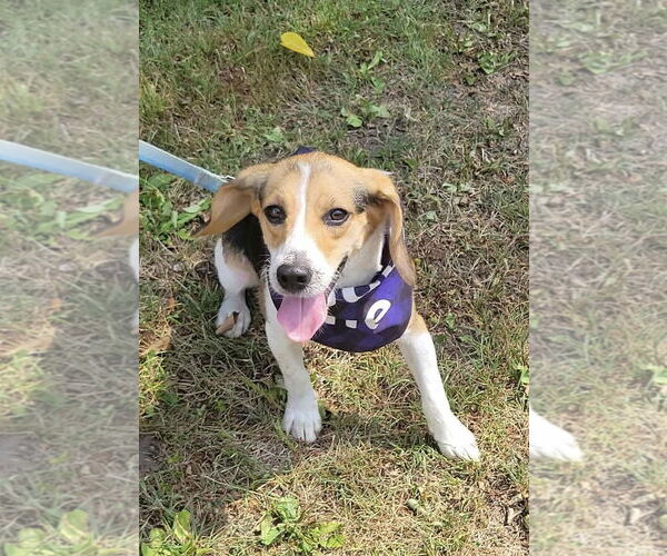 Medium Photo #4 Beagle-Unknown Mix Puppy For Sale in Westwood, NJ, USA
