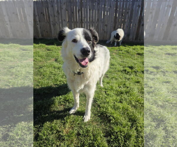 Medium Photo #7 Aussie Pyrenees Puppy For Sale in Houston, TX, USA
