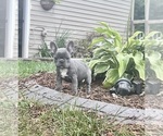 Small #1 French Bulldog
