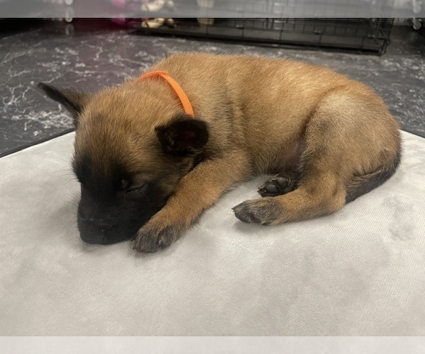 Medium Photo #38 Belgian Malinois Puppy For Sale in REESEVILLE, WI, USA