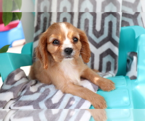 Cavalier King Charles Spaniel Puppy for sale in SHILOH, OH, USA