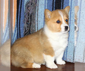 Pembroke Welsh Corgi Puppy for sale in SOLDIER GROVE, WI, USA