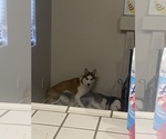 Small Photo #1 Siberian Husky Puppy For Sale in NORTH LAS VEGAS, NV, USA