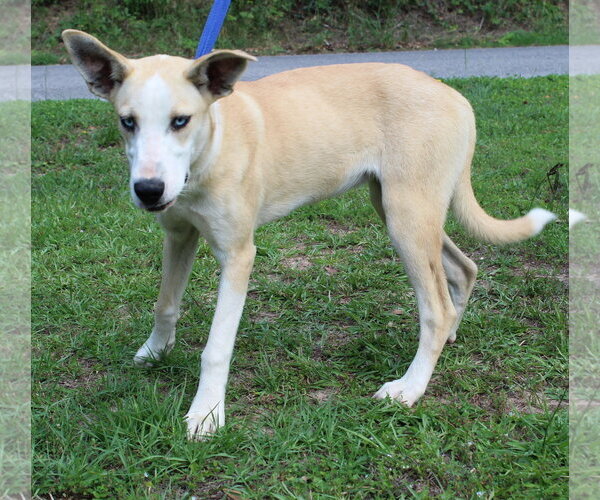 Medium Photo #3 Siberian Husky-Unknown Mix Puppy For Sale in Prattville, AL, USA