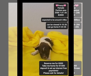 Poodle (Toy)-Zuchon Mix Puppy for sale in TUCSON, AZ, USA