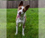 Small #4 American Pit Bull Terrier-Border Collie Mix