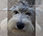 Small #3 Mutt