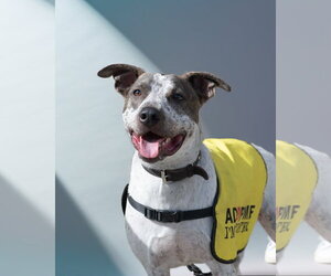 BEAU - Male Mutt Dog for Adoption