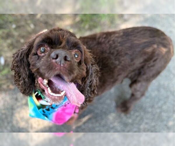 Medium Photo #2 Cocker Spaniel Puppy For Sale in Arlington, VA, USA