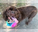 Small #1 Cocker Spaniel