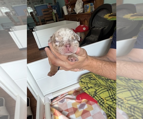 Medium Photo #18 English Bulldog Puppy For Sale in OZARK, AL, USA