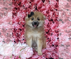 Pomeranian Puppy for sale in CHRISTIANA, PA, USA