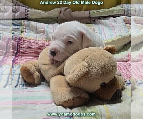 Medium Photo #45 Dogo Argentino Puppy For Sale in JANE, MO, USA