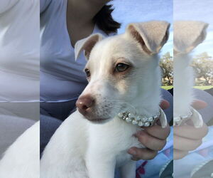 Mutt Dogs for adoption in Woodland, CA, USA