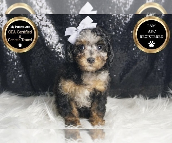 Medium Photo #46 Poodle (Toy) Puppy For Sale in WARSAW, IN, USA