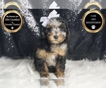 Small #6 Poodle (Toy)
