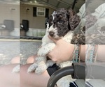 Small #5 Poodle (Standard)