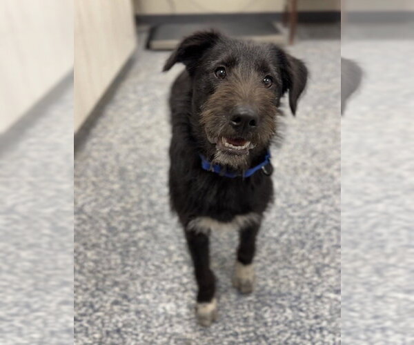 Medium Photo #3 Australian Shepherd-Irish Wolfhound Mix Puppy For Sale in Bemidji, MN, USA