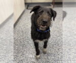 Small #2 Australian Shepherd-Irish Wolfhound Mix